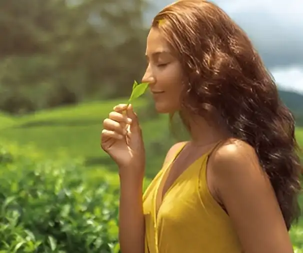 SlimTrim365 Green Tea background story Slimtrim365 Story